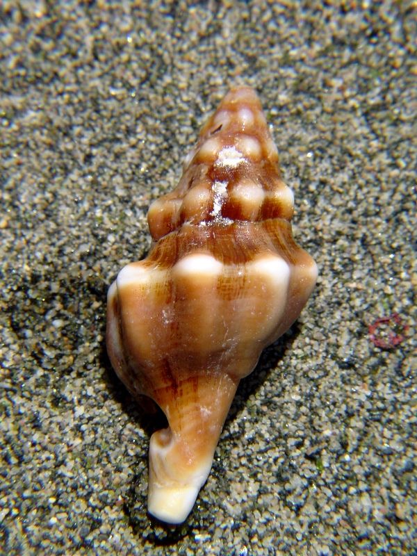 Fasciolaria lignaria